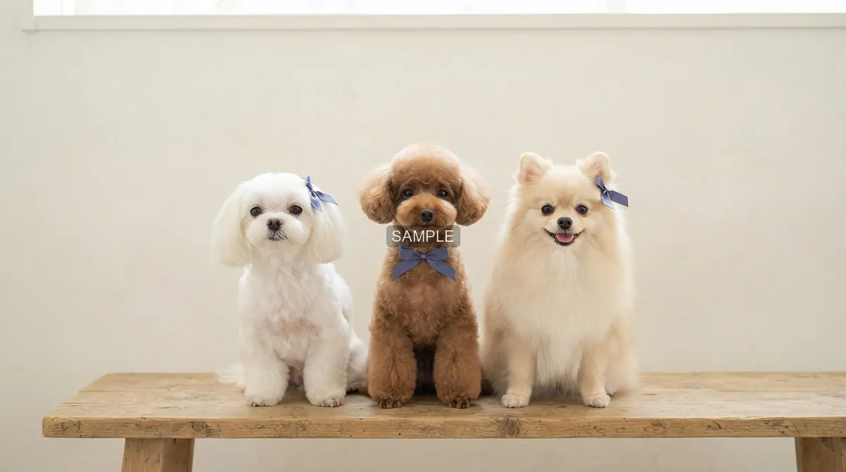 リボンをつけた犬