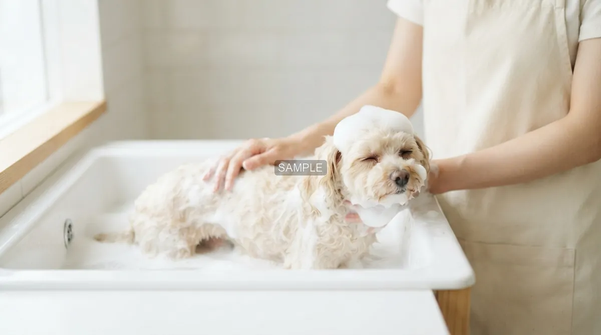 シャンプー中の犬
